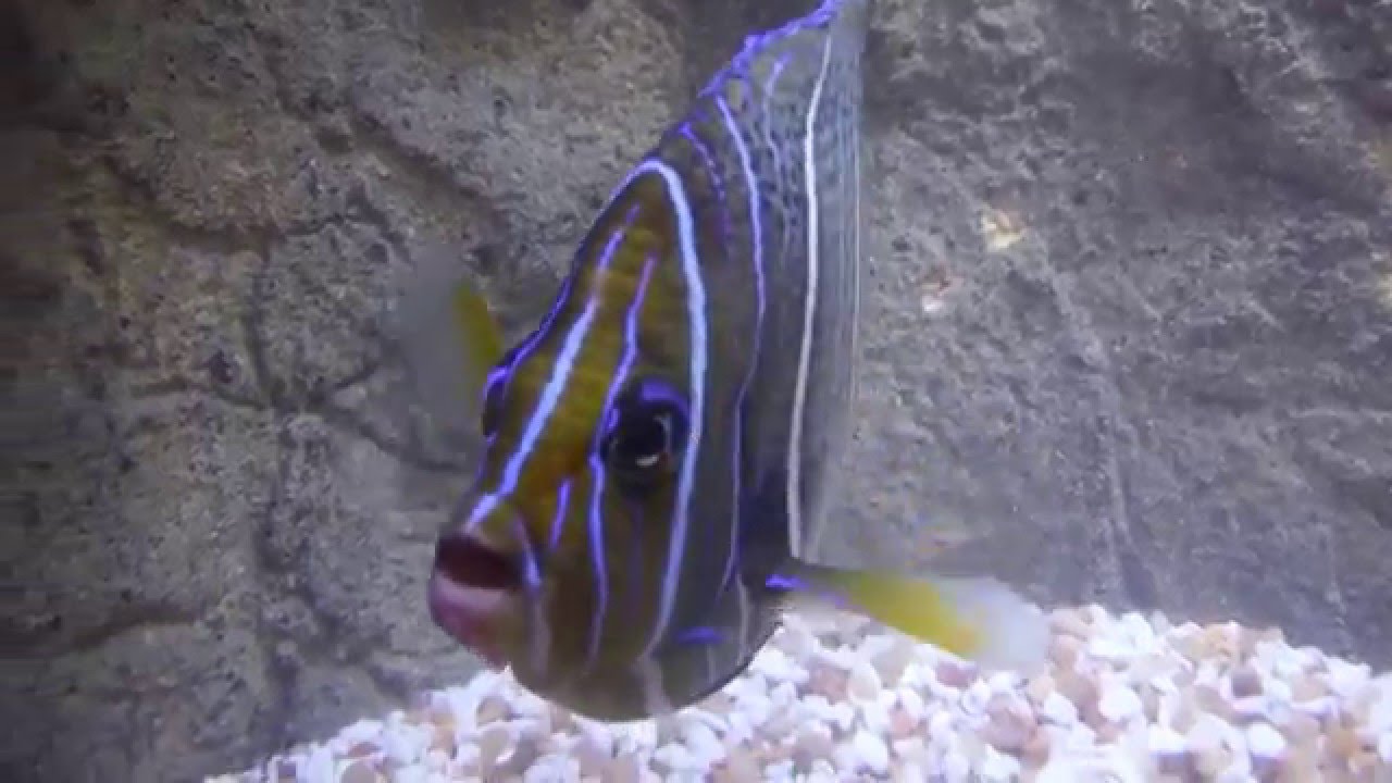 Koran Angelfish