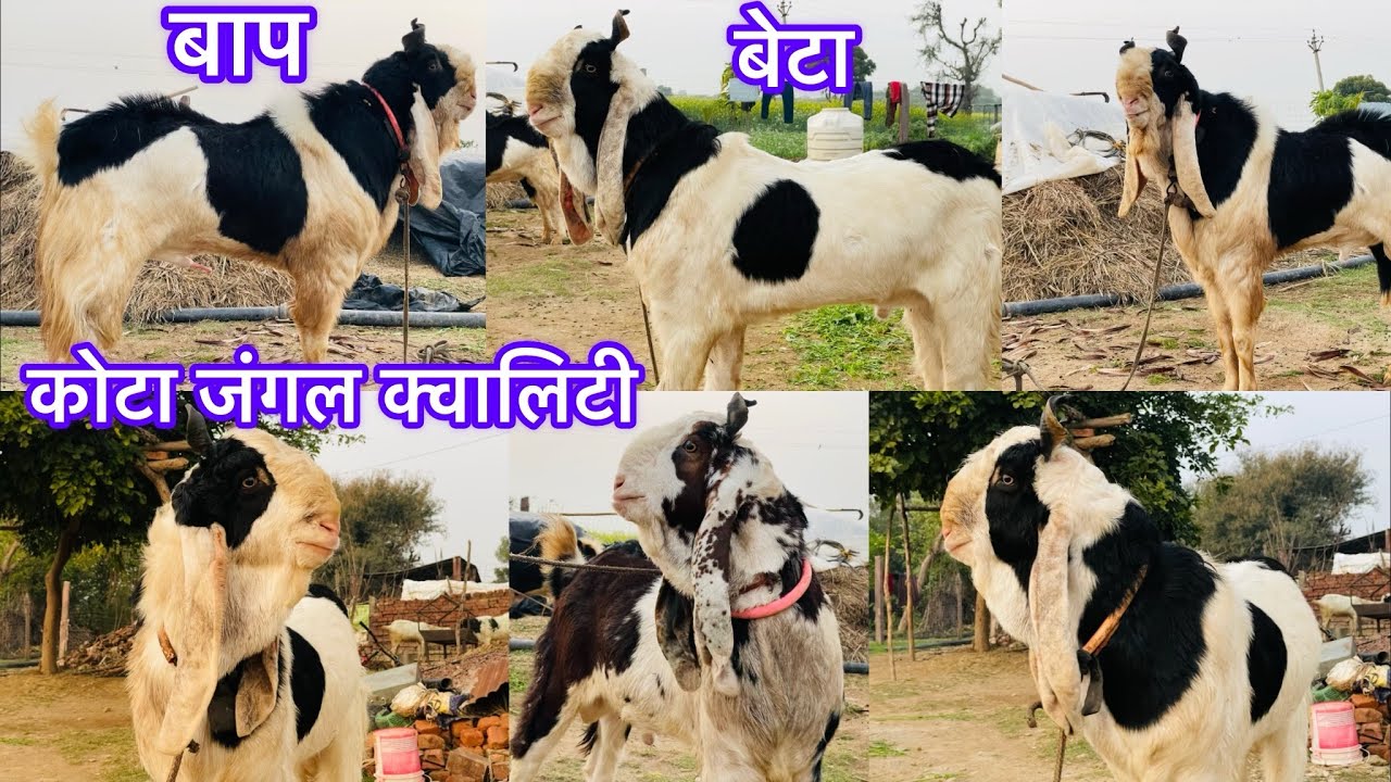 कोटा बकरे जंगल की क्वालिटी #kotabread #kotagoats #kotajungle #tonkbakra #qualitykotagoat #newvideos