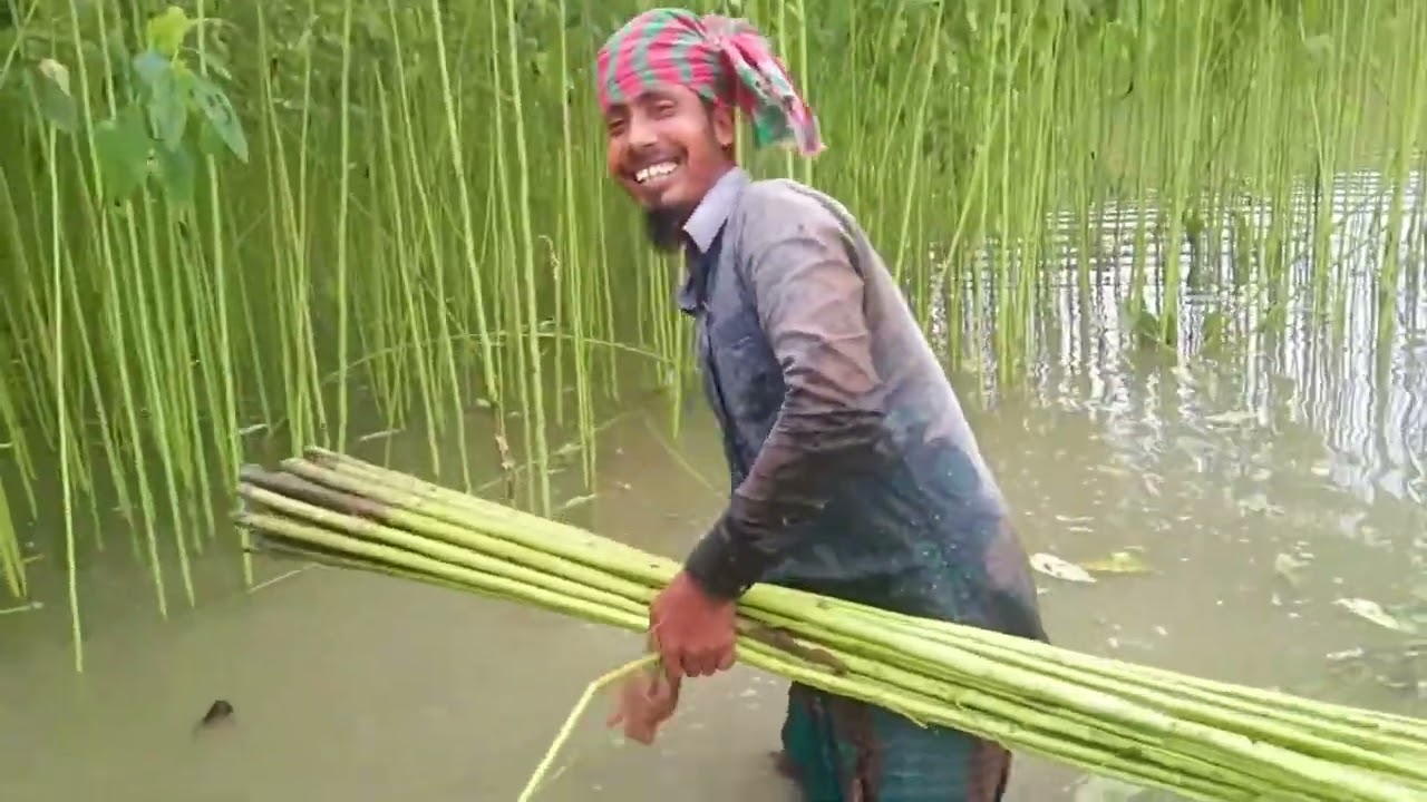 পাট চাষে বাড়তি লাভের দিশা। পাটের বাম্পার ফলন।