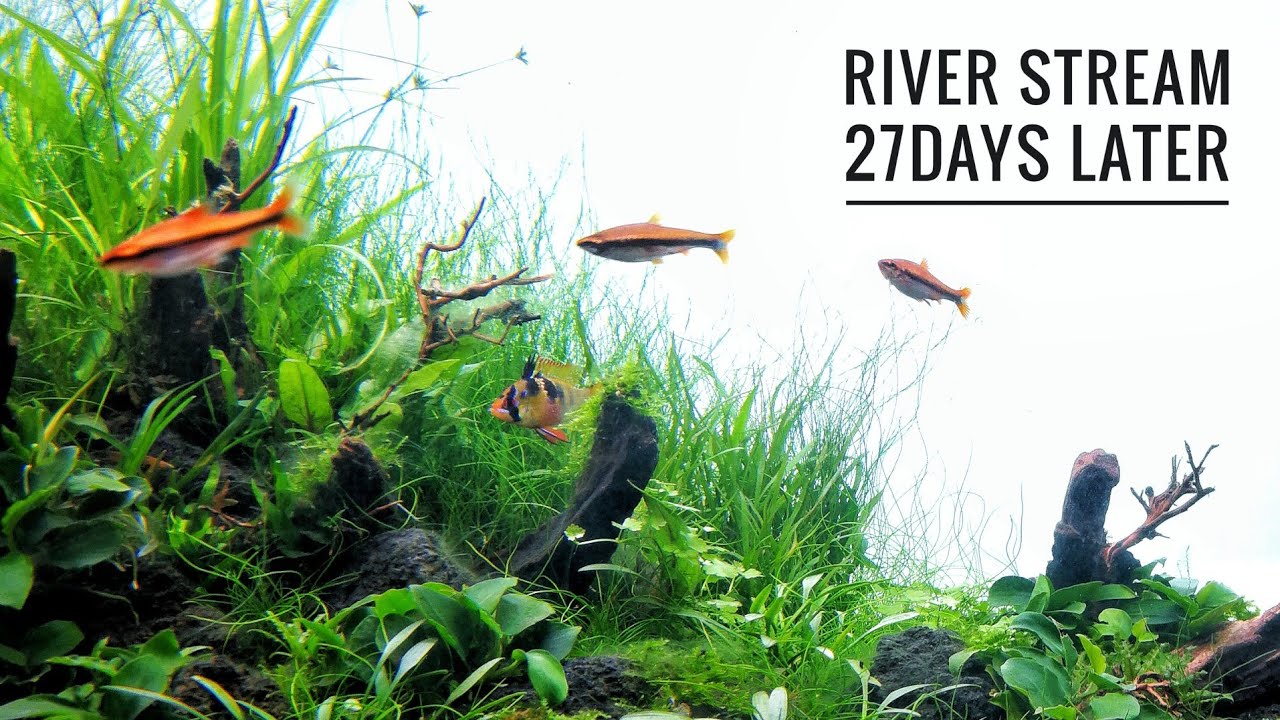27 DAYS LATER - RIVER STREAM (UPDATE) - Relaxing video