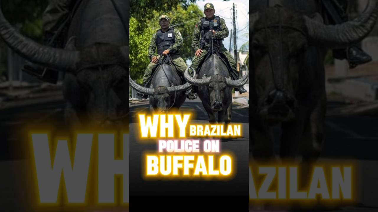 Police Cops In Buffalo 🐃 