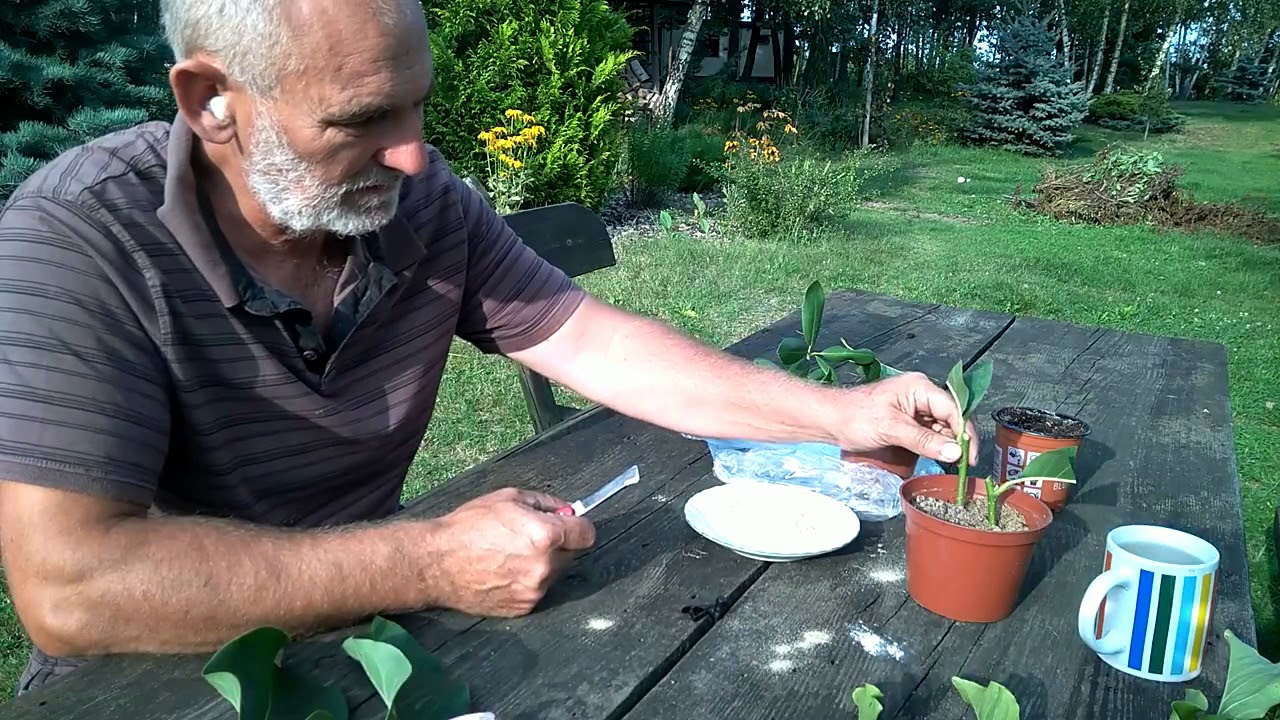 Rozmnażanie magnolii i różaneczników przez sadzonki