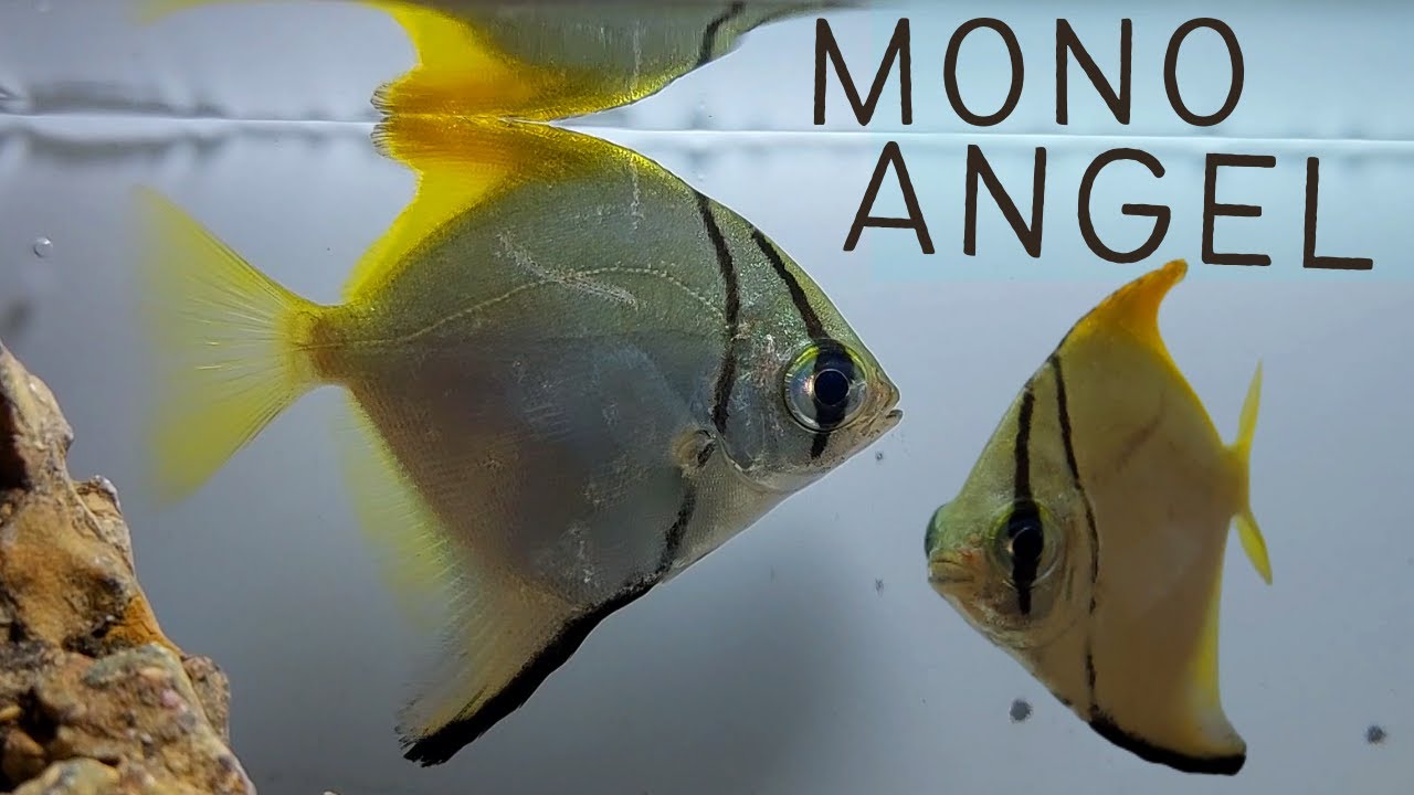 Silver Moony Angelfish Care – Perfect for Brackish Aquariums!