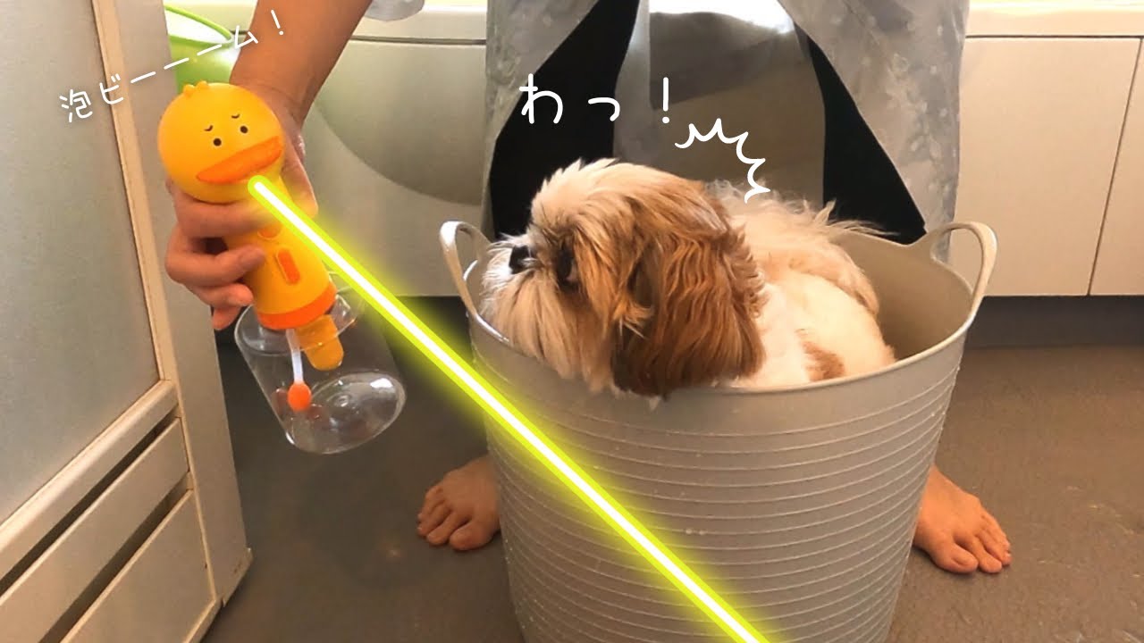 【シーズー】第二弾！シャンプー後のブルブル対策はこれでビショ濡れを回避！！【犬Vlog】