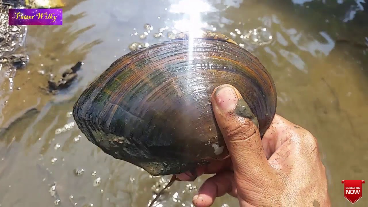 Wow menakjubkan !! Cara mencari kerang besar di tambak -  CATCH SHELLS