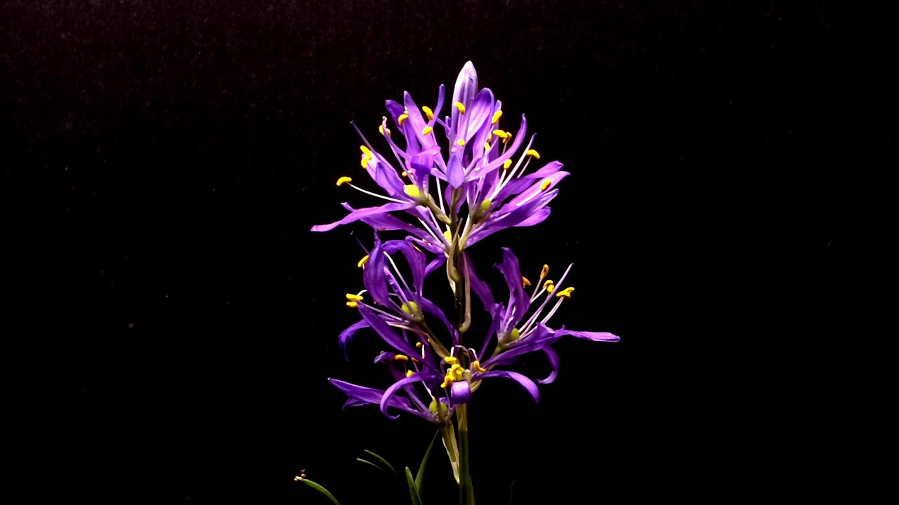 Time Lapse of a Camas wildflower growing, blooming and wilting
