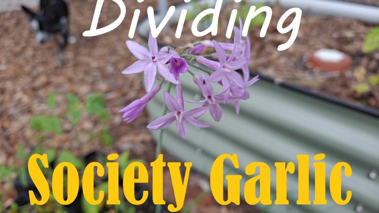 Dividing Society Garlic | FREE PLANTS!