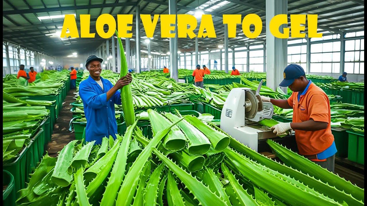 Aloe Vera Beverage Production: The Complete Industrial Process, Explained