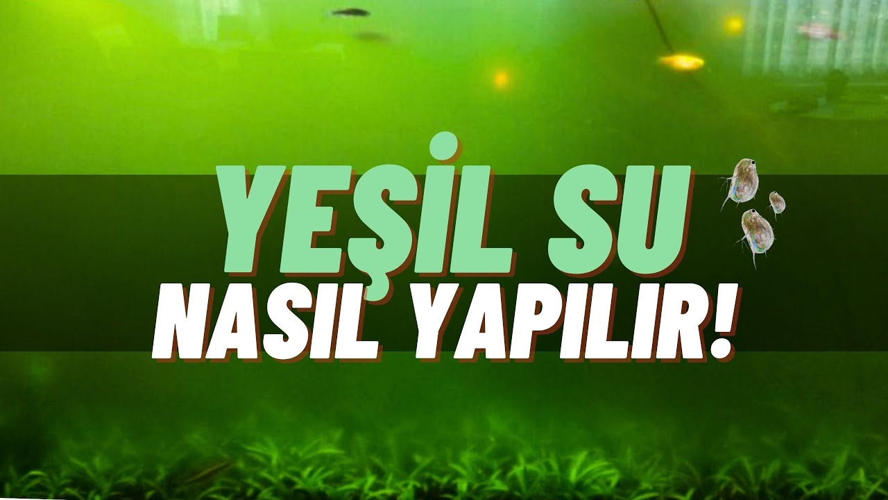 Yeşil su nasıl yapılır?