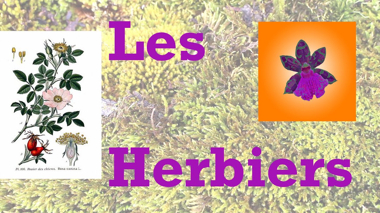 Les herbiers : récolte d'échantillons, réalisation et mise en page