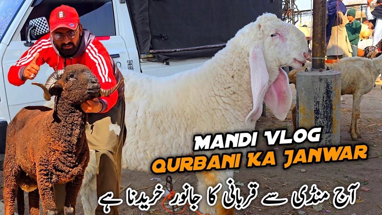 Mandi Vlog Qurbani Ka Janwar Leny Gay Bakra Eid 2026 MB Vlogs
