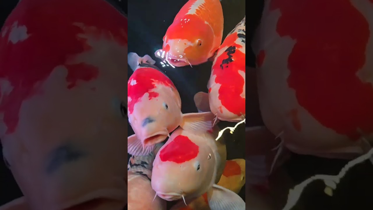 Rileksasi pikiran dengan ikan hias aquarium bikin adem#aquarium #aquascapegallery #aquascapelowtech 