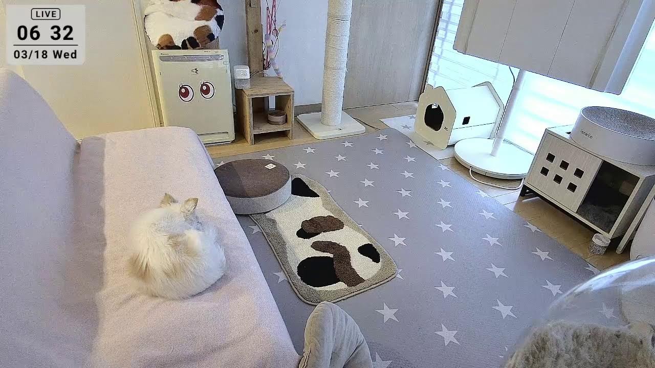 2026.3.18 ニャンコ部屋から生放送！〜猫らの寝相ウォッチング〜