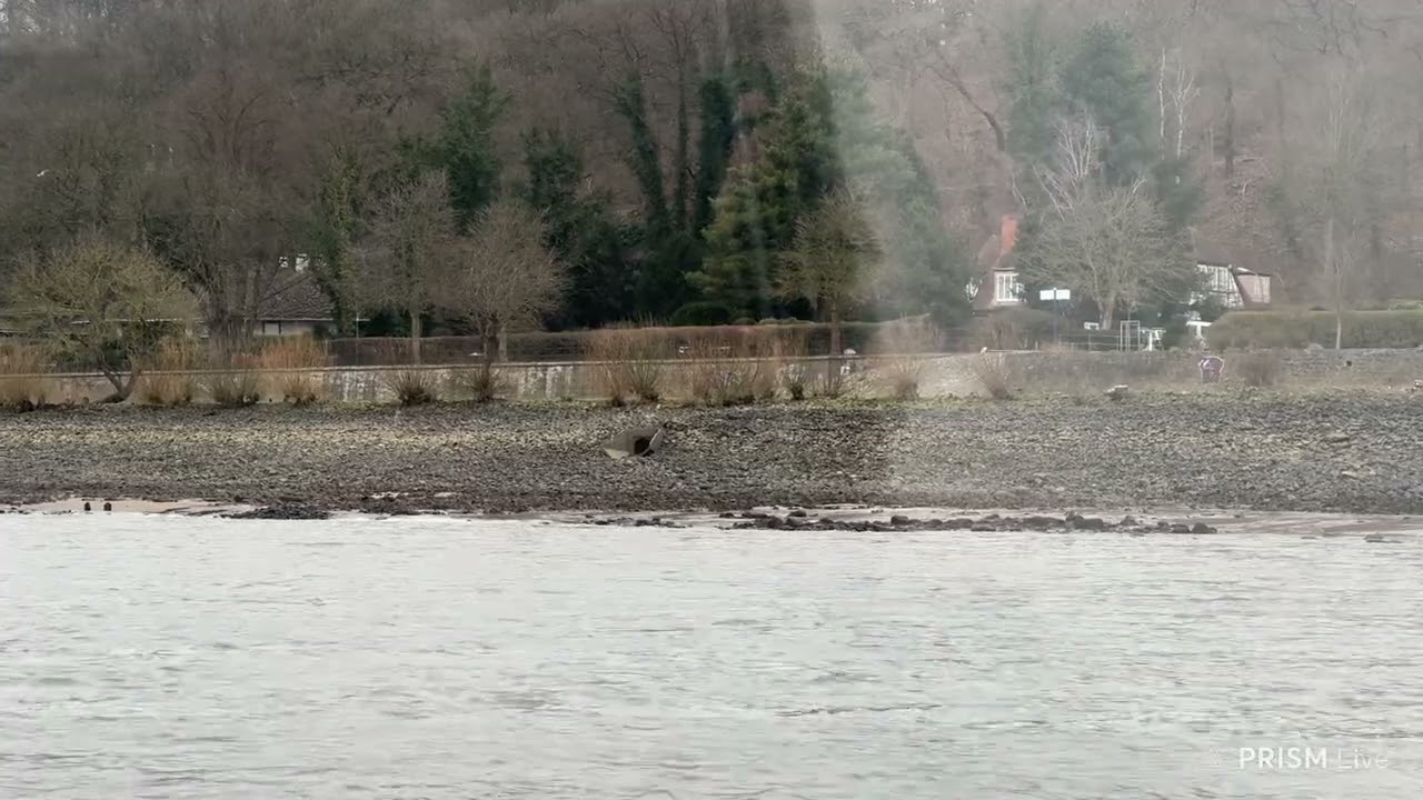 Extrem Niedrigwasser vor Blankenese. Wind aus östlichen Richtungen