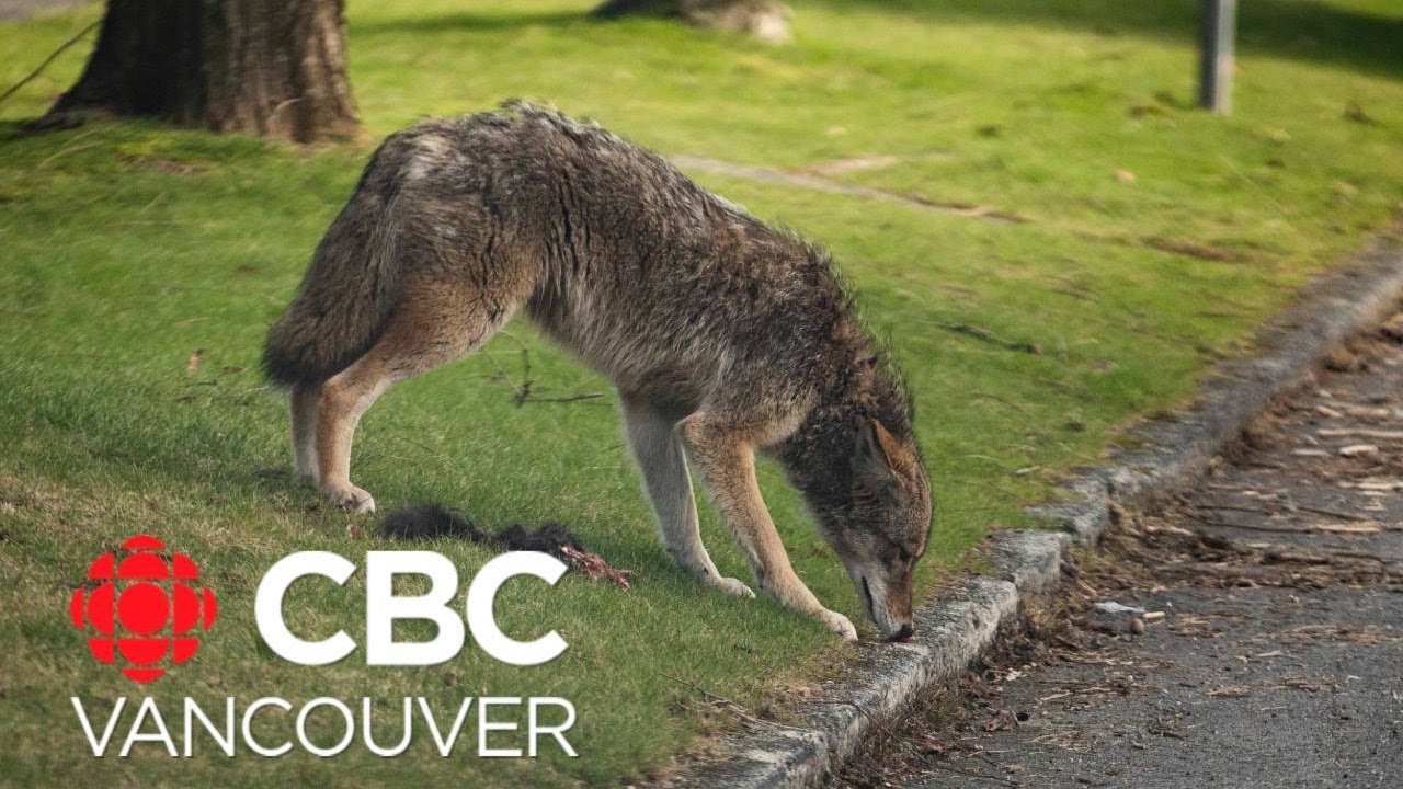 How wildlife adapted during the pandemic