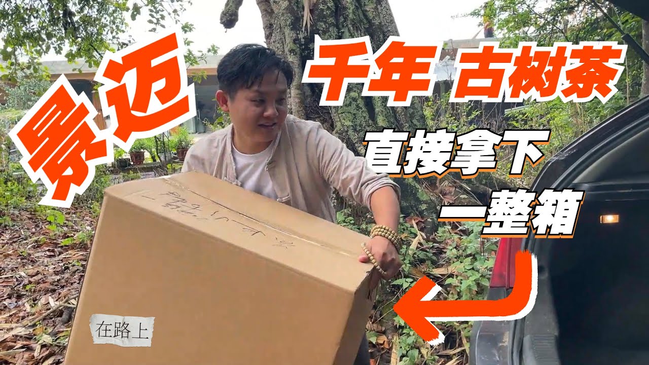 一喝难忘的古树茶！景迈千年古树茶试喝，老高一闻茶气便笑容满溢#普洱茶 #茶 #茶叶 #品茶 #喝茶 #云南普洱 #买茶