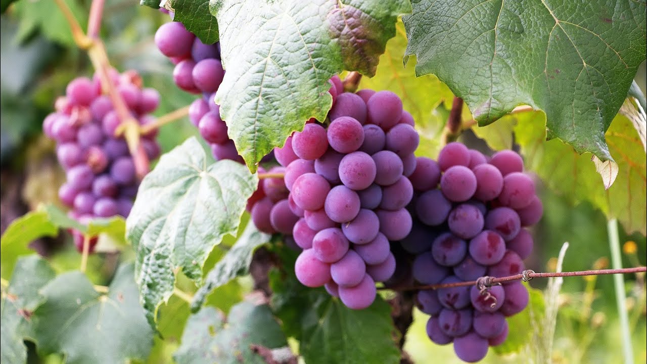 How to Grow Common Grape Vines (Vitis Vinifera)