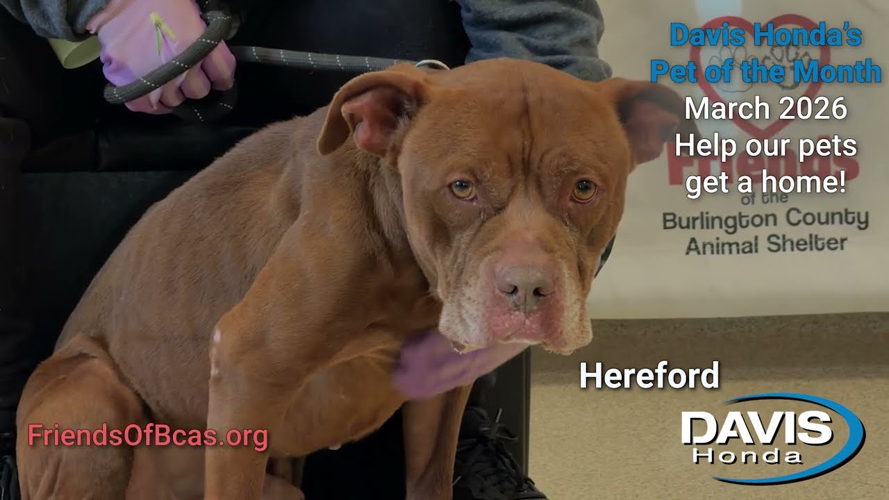 Davis Honda Pet of the Month for March 2026: Hereford