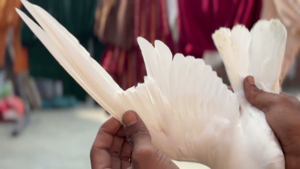 #Punjabi pigeons #YouTube #supporting ￼￼￼