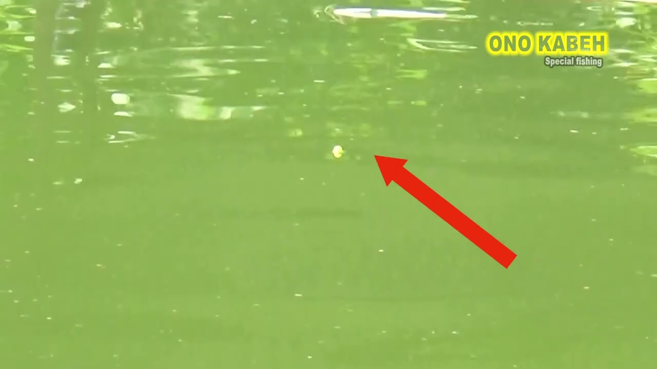 MANCING IKAN PATIN - STRIKE BERTUBI TUBI