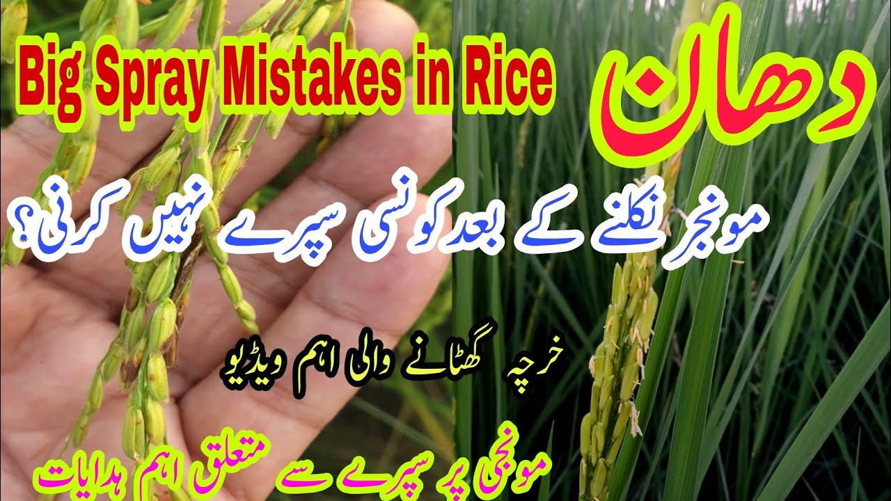 Spray Mistakes in Rice | Spray Precautions in Rice |دھان میں مونجر نکلنے کے بعد یہ سپرے نہ کریں