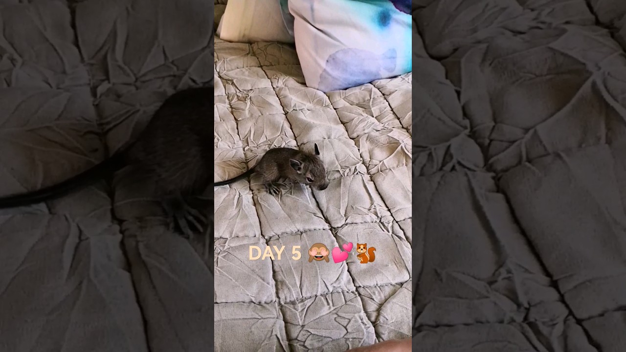 Day 5 Sweet little Baby Degu 🙈🙈💕 day 5!! #funny #animals #degu #shorts