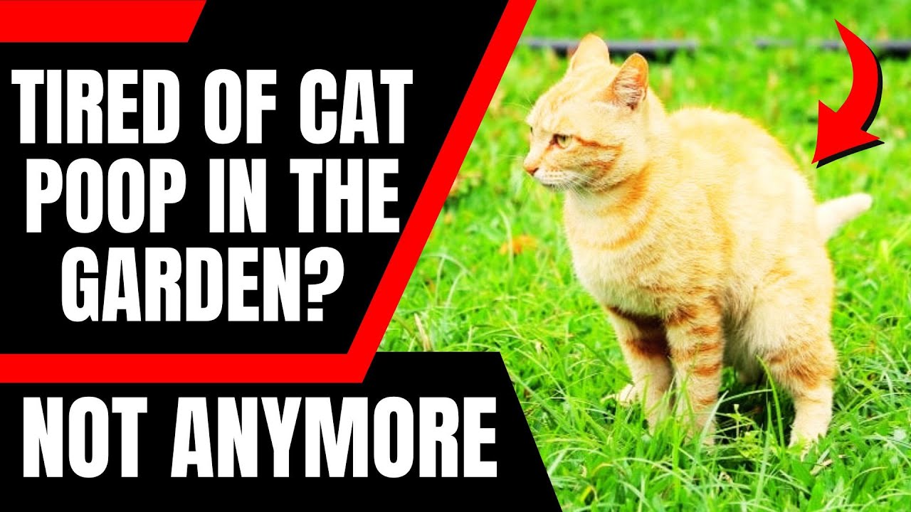 10 Genius Ways to Stop Cats From Pooping in Your Garden (That Actually Work!)