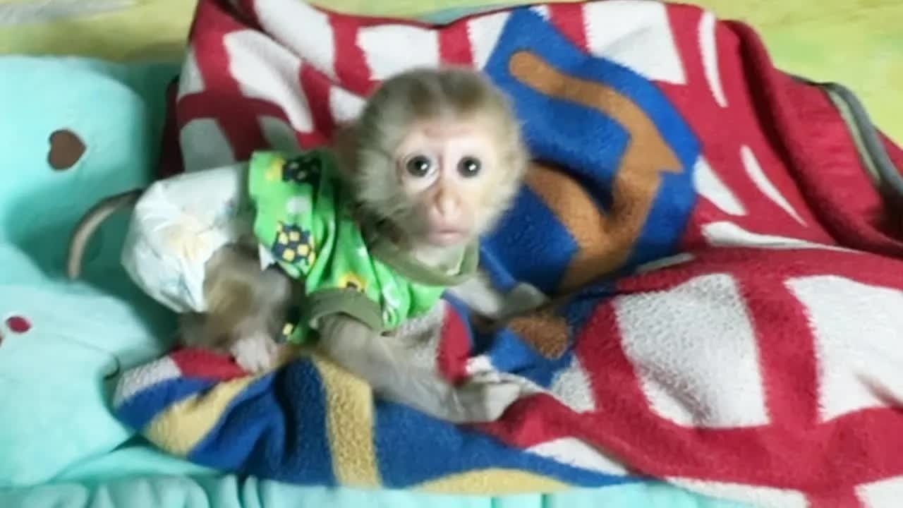 Baby Monkey Mato This Morning Just Wake Up So Late