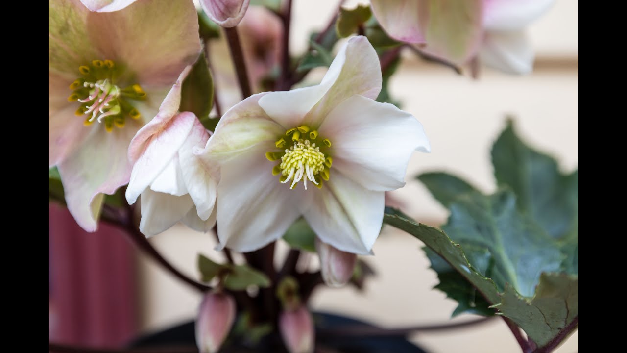 how to press your flowers and last their beauty ?