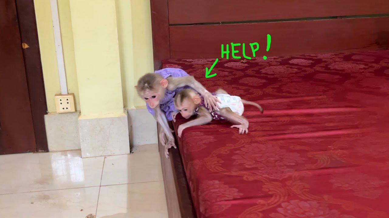 Luna Very Shocked When Minea Is About To P-ush her From The Bed To The Floor