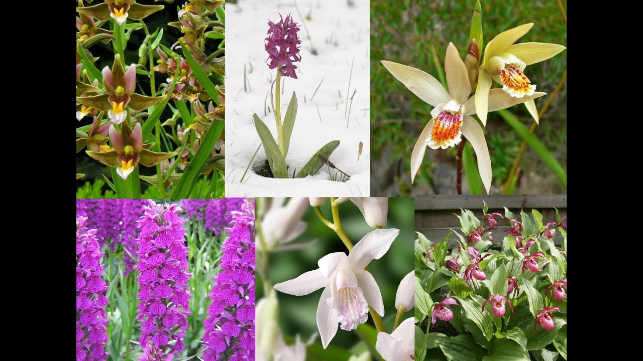 Phytesia 2020 : Des orchidées vivaces pour votre jardin ou terrasse résistantes au froid (-30°)