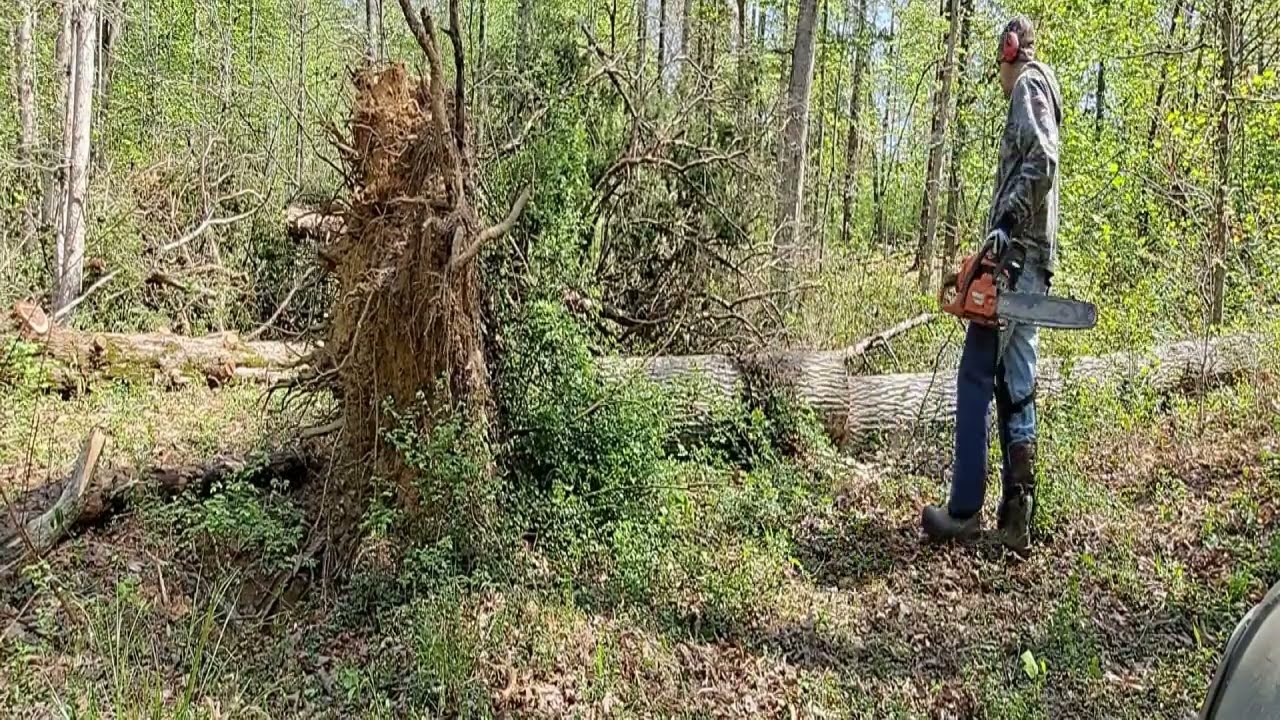 Uprooted Tree Cutting with Tension On It | How