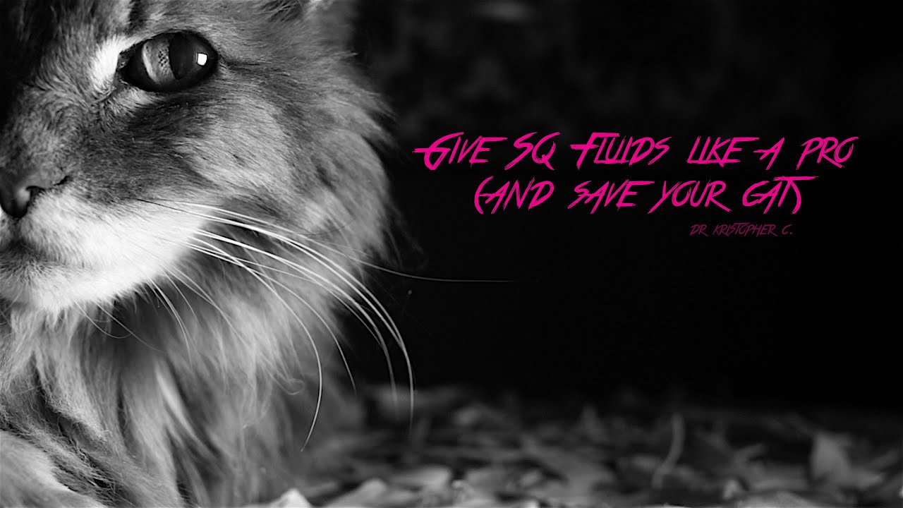 Give SQ (subcutaneous) fluids like a pro and save your cat