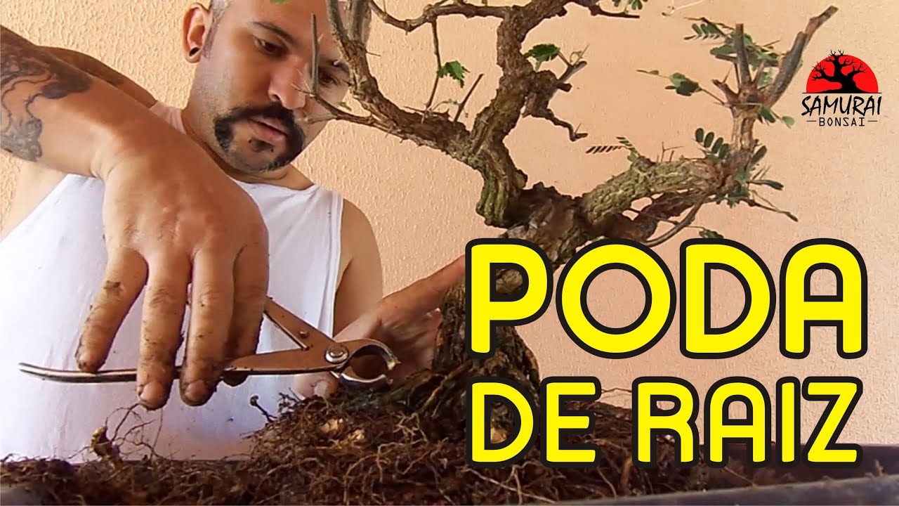 Poda de raiz. Bonsai para iniciantes.