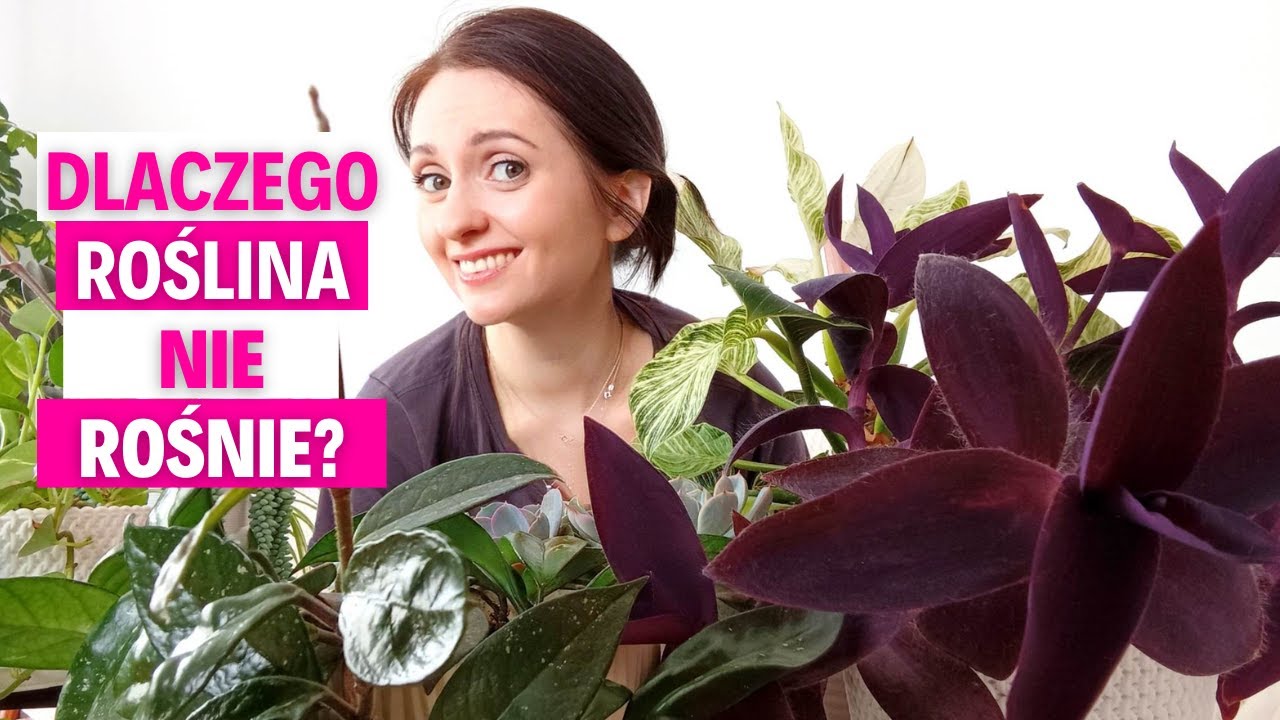 Dlaczego roślina nie rośnie?🌱Roślinki Gosi 🌱- Gosia i Miłosz