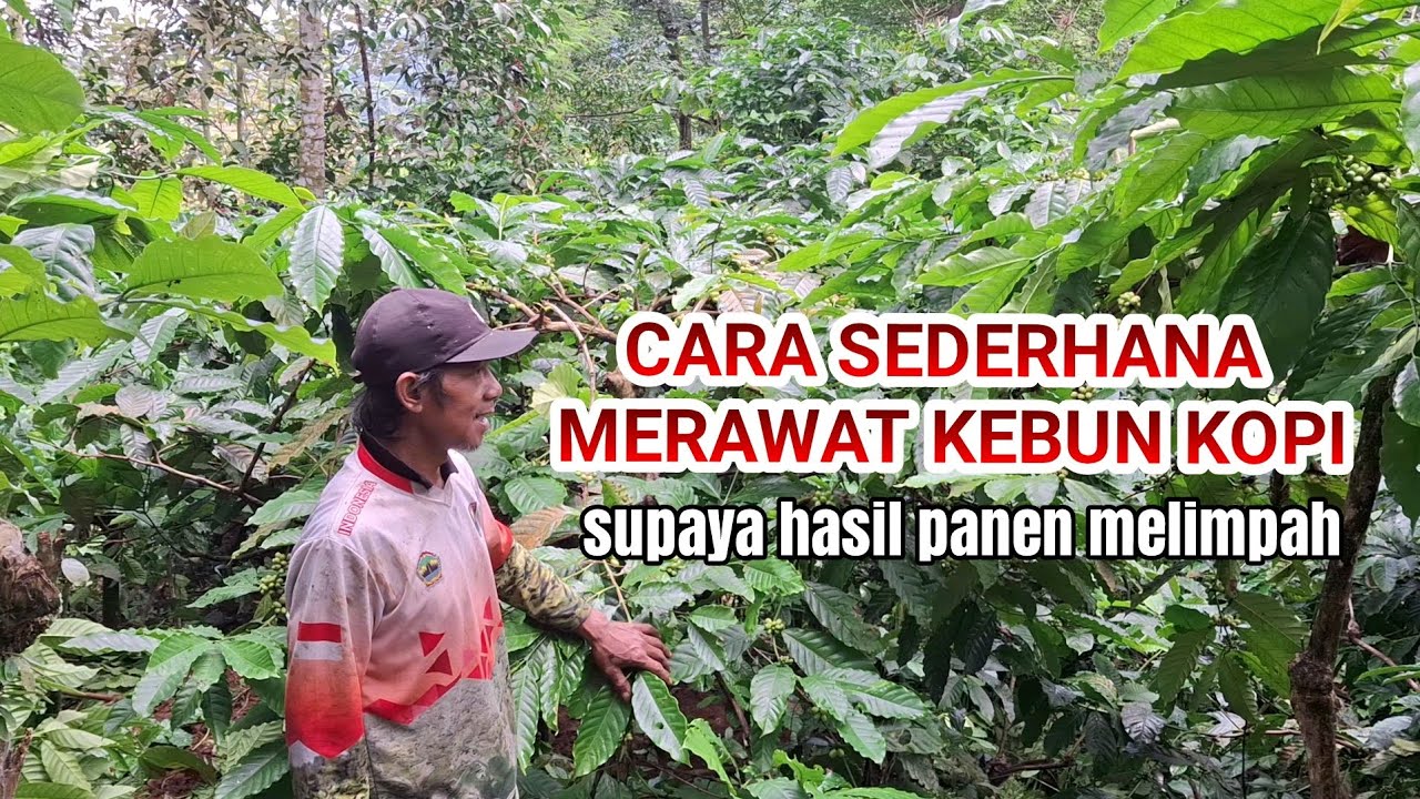 CARA SEDERHANA MERAWAT KEBUN KOPI