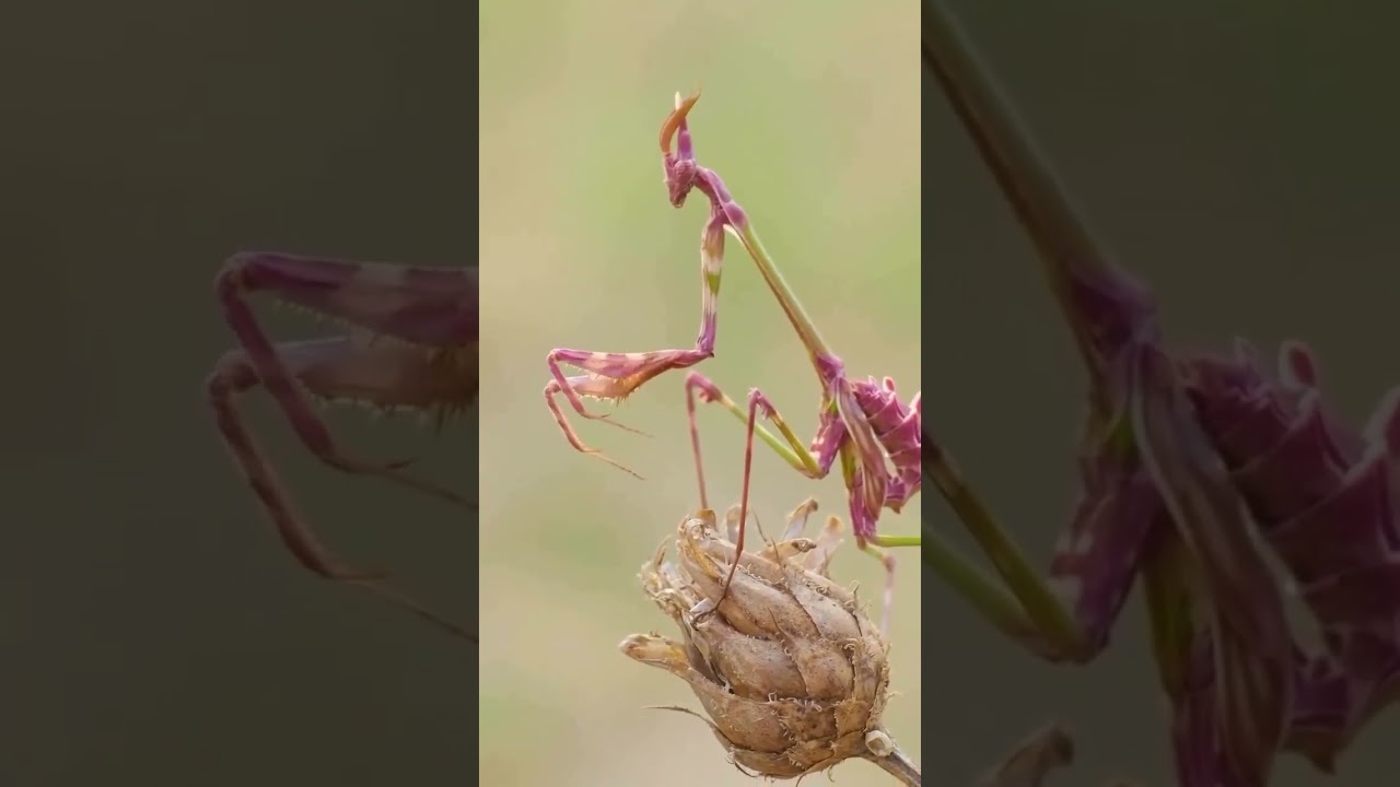 Empusa pennata rare variety insect 