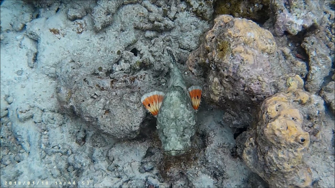 Steinfisch/Stonefish-Malediven/Embudu Village