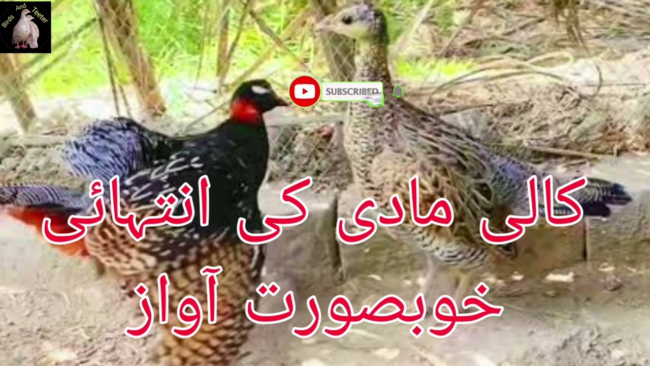 Kaly Teetar ki Madi ki awaz | black francolin female voice amazing 2025