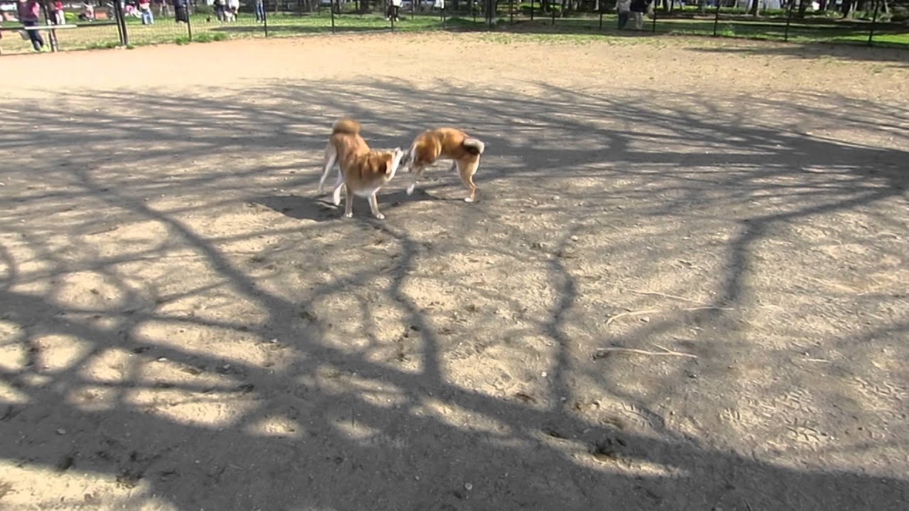柴犬ポチの日常　041　木場公園ドッグランで仲良く、激しく…