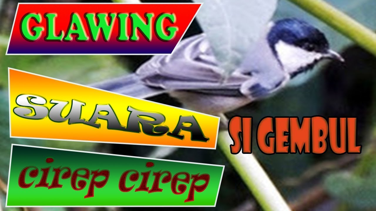 10. glawing si gembul suara cirep cirep