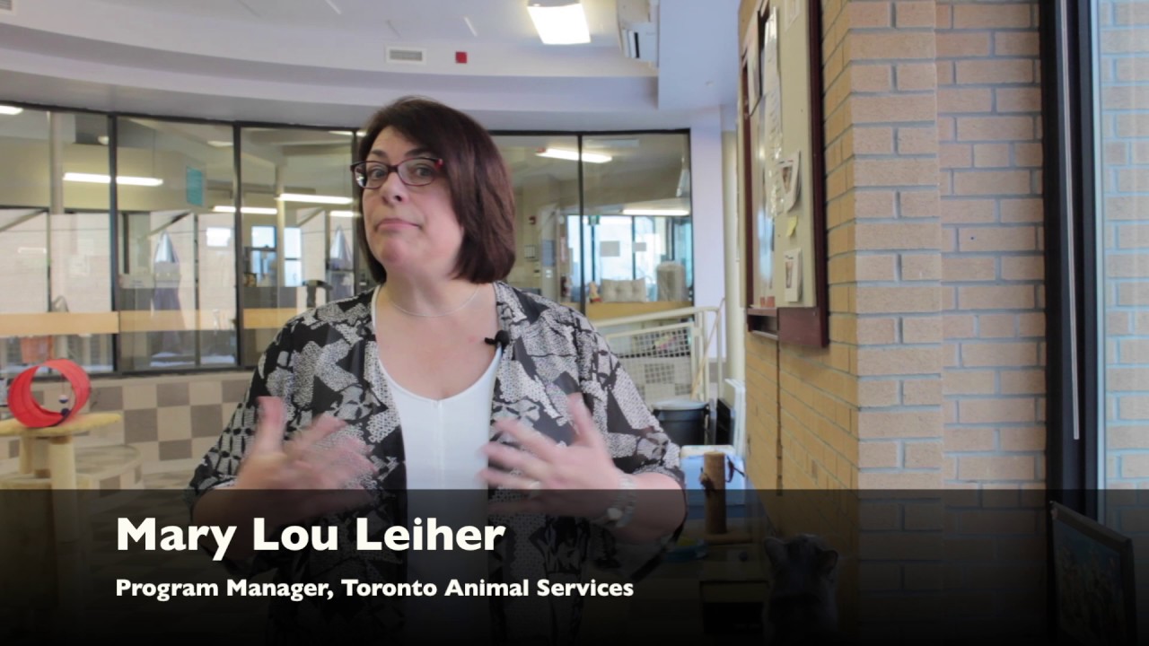 Toronto Animal Services on: COYOTES