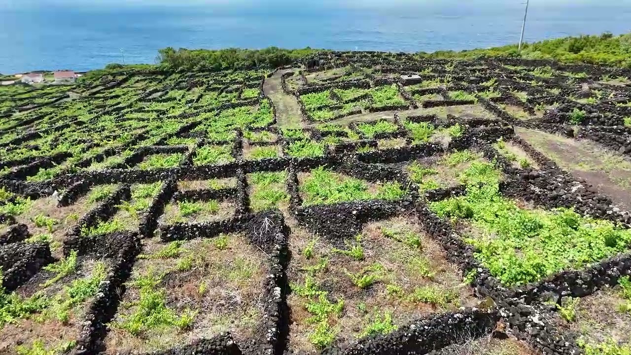 Terreno com Vinhas, Vista Mar e Viabilidade de Construção, Lajinha – São Mateus, Ilha do Pico