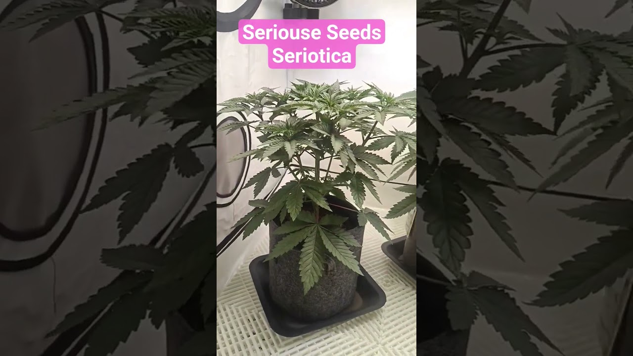 Serious Seeds - 3x Seriotica ( Veg ) #cannabiseducation #flowers #grow #hempeducation #plants