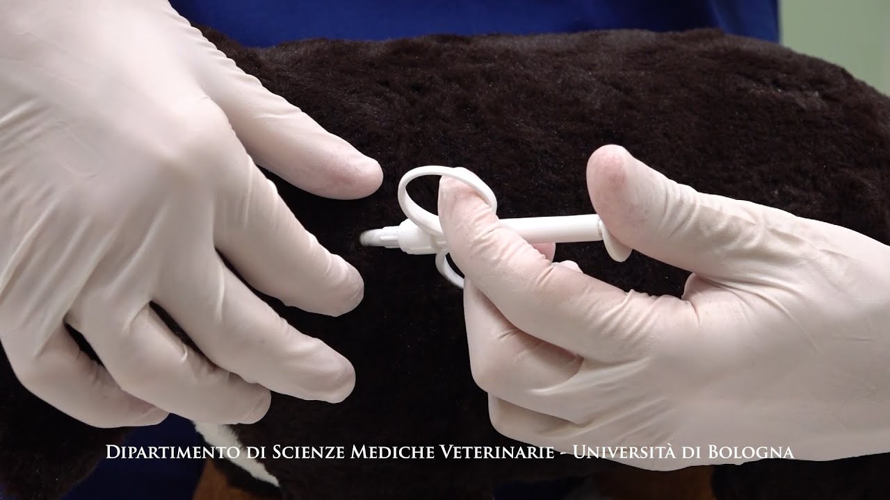 Inserimento del microchip - Clinical Skills Lab