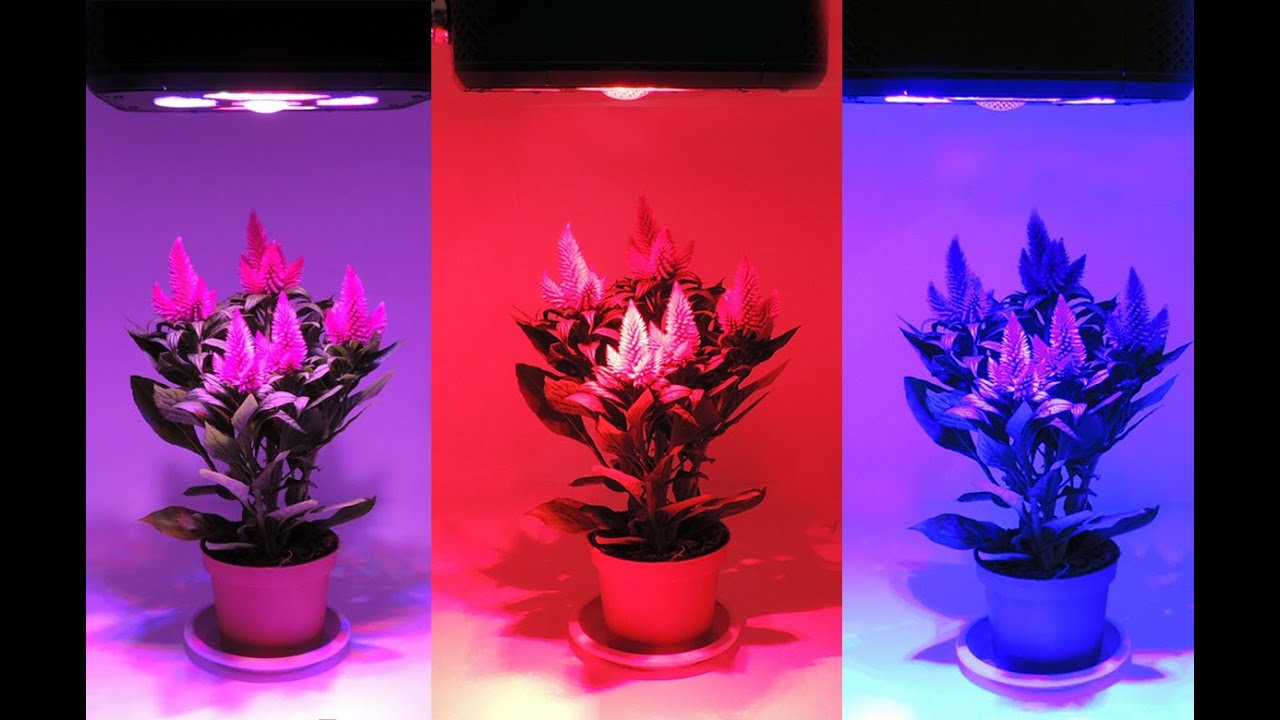 Nuevo Panel Grow-Pro LED para cultivo interior inteligente en barcelonaled.com