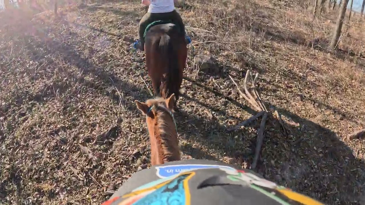 Flying the Bird 1/12/26