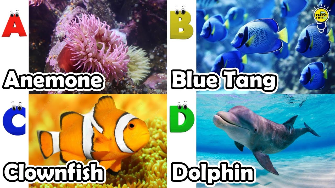 ABC phonics animals | ABC Sea Animals song | English and Animals for Kids | Alphabets Kids Song