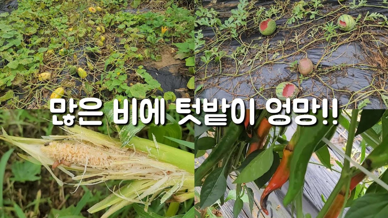 비가 많이 와서 밭이 엉망이네요 이 와중에 새들이 살판 났어요