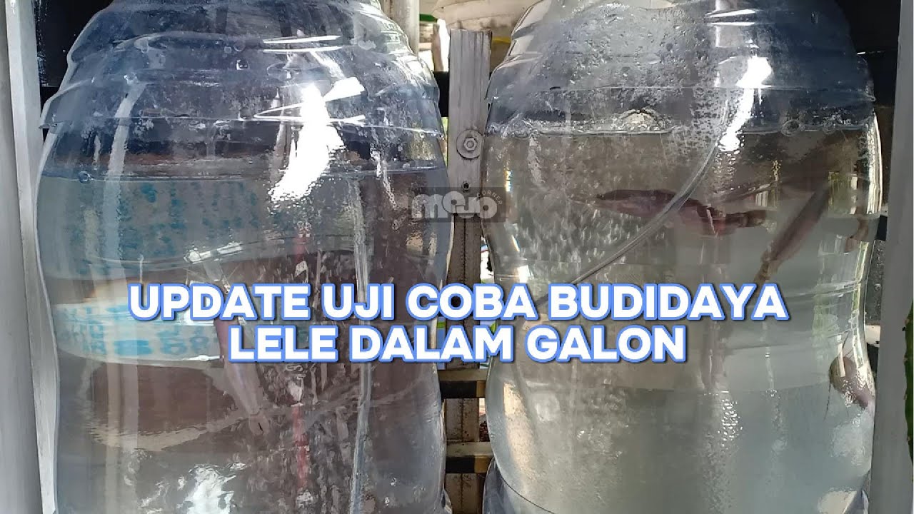 UPDATE UJI COBA BUDIDAYA LELE PEMULA DALAM GALON BEKAS